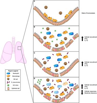 Inflammation as a Modulator of Host Susceptibility to Pulmonary Influenza, Pneumococcal, and Co-Infections